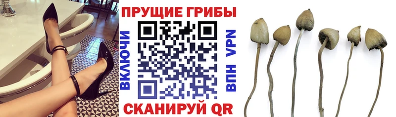 Галлюциногенные грибы Psilocybine cubensis  Белая Калитва 